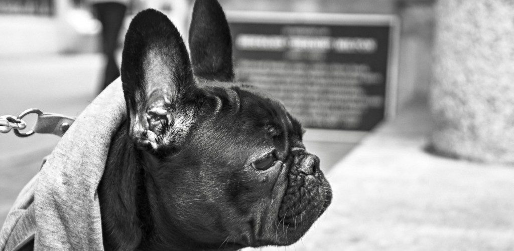 your most loyal friend